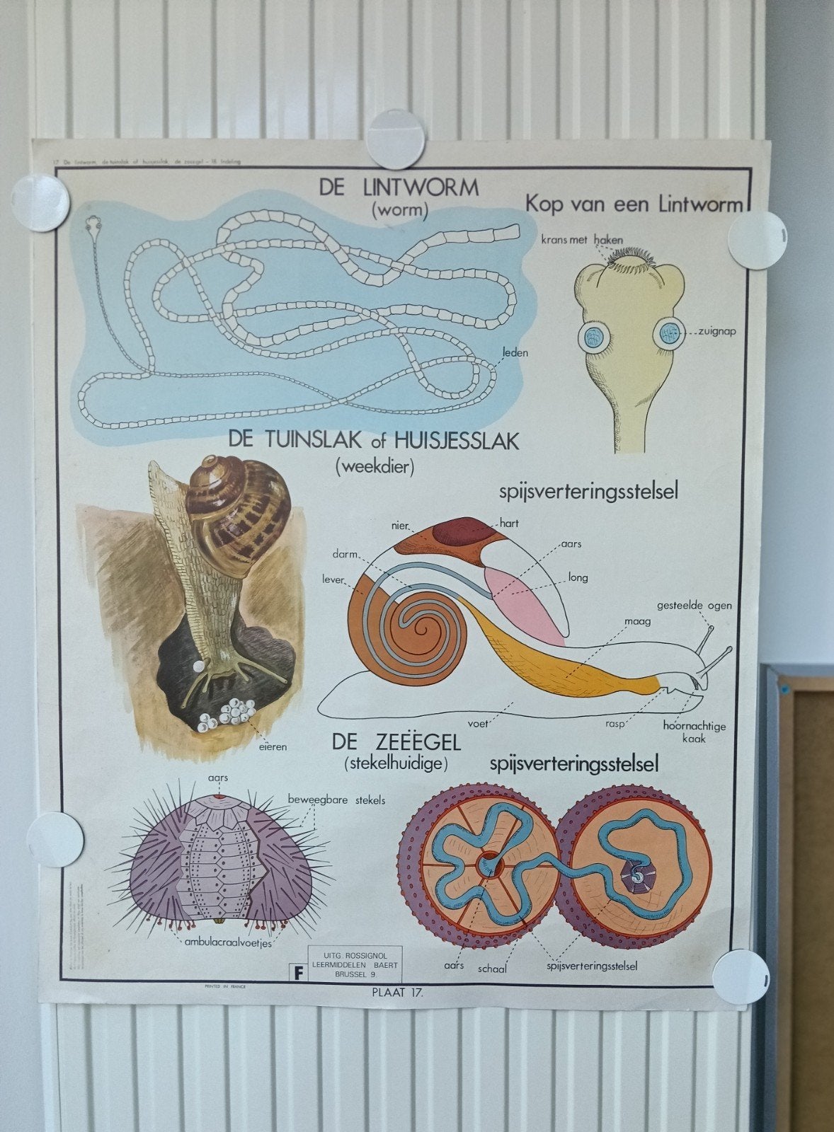 Vintage schoolplaat dubbeldruk de lintworm, tuinslak, ..., Antiek en Kunst, Ophalen, Natuur en Biologie