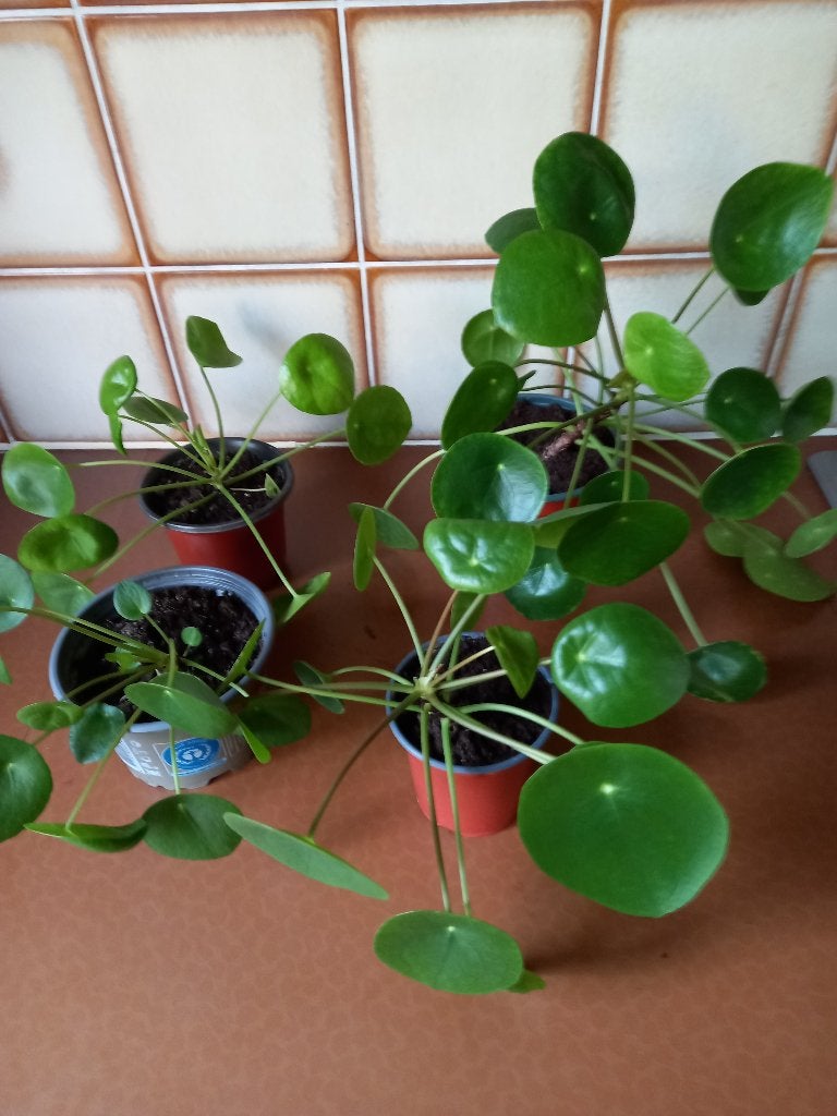 Pannenkoekenplant, Huis en Inrichting, Kamerplanten, Ophalen