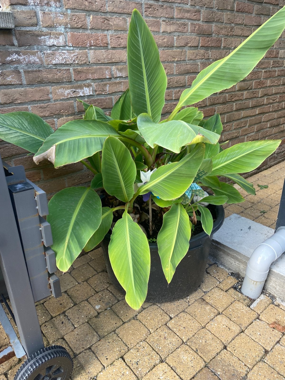 Grote bananenplant, Tuin en Terras, Planten | Tuinplanten, Ophalen, Winter