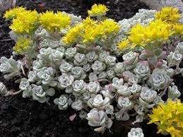 Sedum Cape Blanco, Tuin en Terras, Ophalen, Halfschaduw