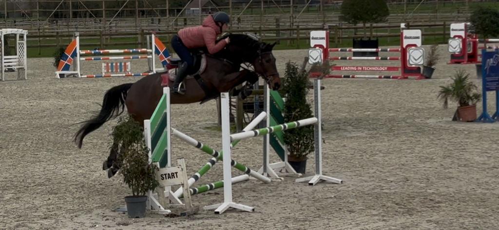 11 jarige springruin, Dieren en Toebehoren, Paarden