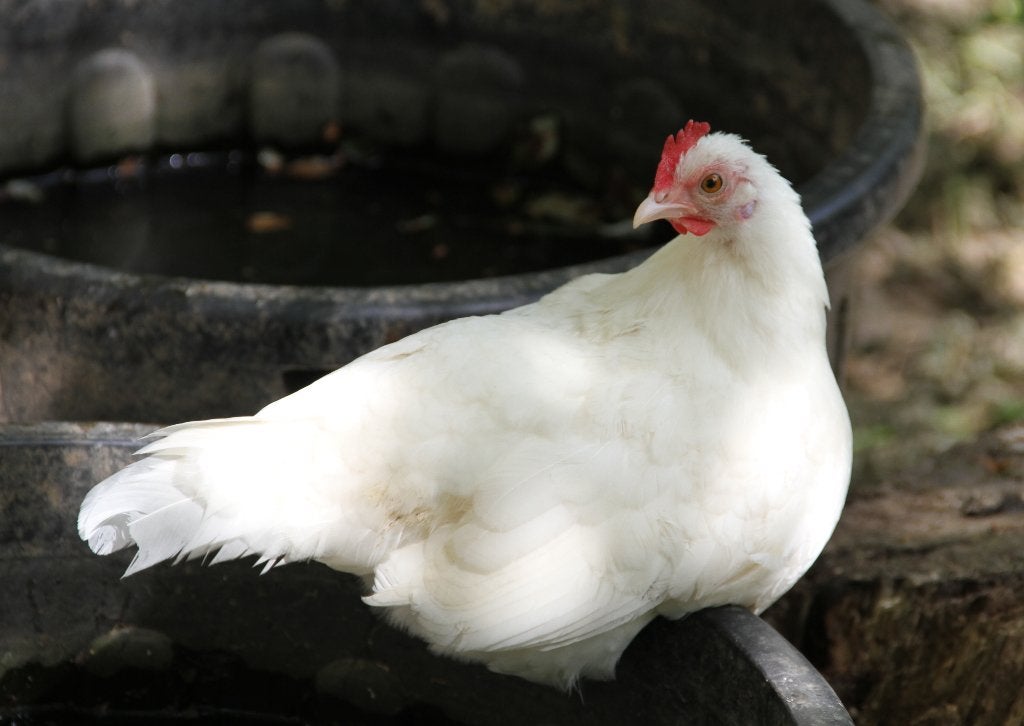 Kriel kippen van het ras Famenoise, Dieren en Toebehoren, Pluimvee, Kip, Vrouwelijk