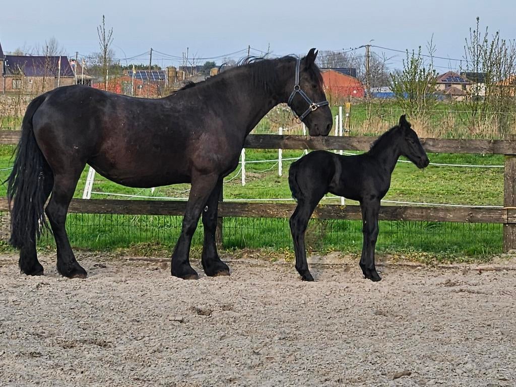 Super chique friese hengsteveulen, Dieren en Toebehoren, Paarden, Ontwormd