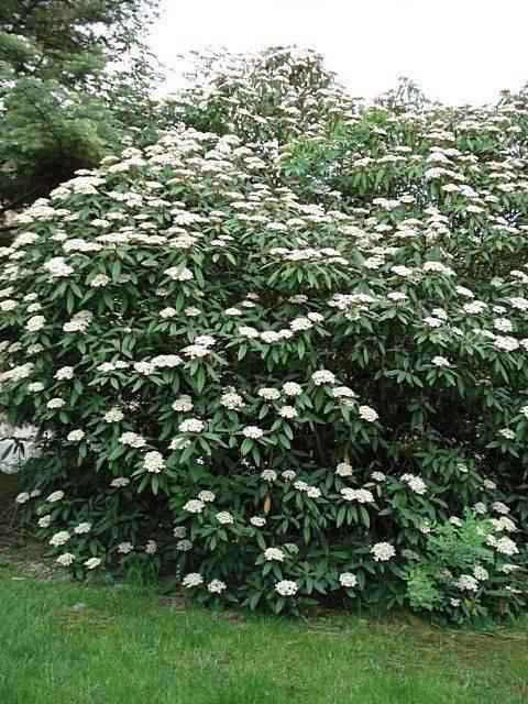 7 x viburnum rhytidophyllum 3 literpot groenblijvend SOLDEN, Tuin en Terras, Planten | Tuinplanten, Ophalen