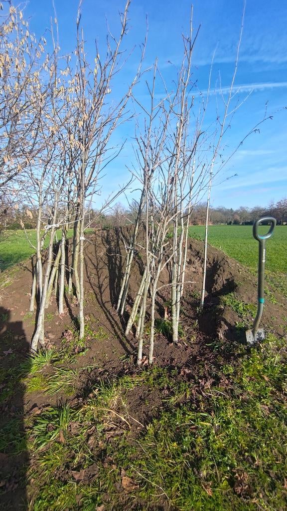 Bomen en struiken te koop., Enlèvement, En pot