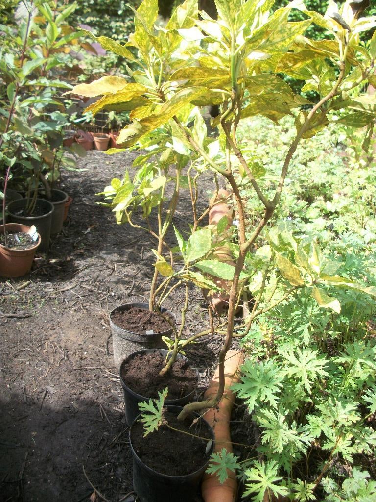 Aucuba japonica Variegata en andere planten, Jardin & Terrasse, Plantes | Arbustes & Haies, Enlèvement, Autres espèces, Arbuste