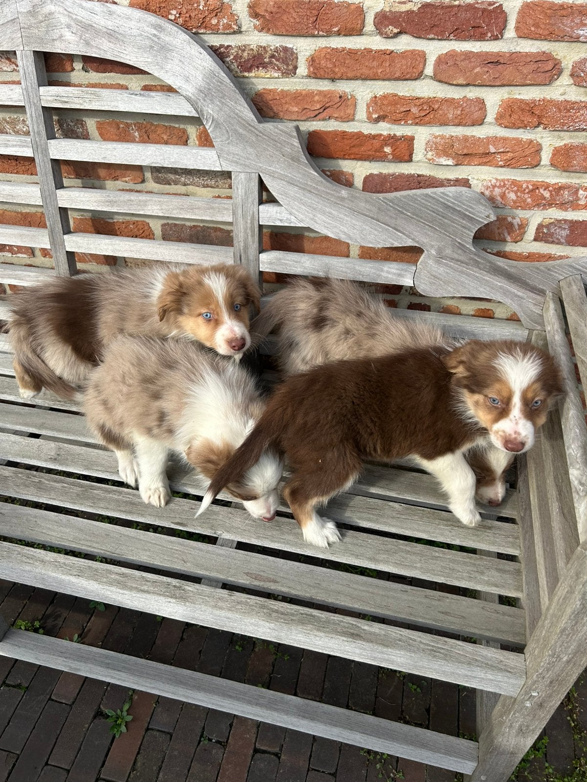 Borde collie, Dieren en Toebehoren, België, Fokker | Hobbymatig, 8 tot 15 weken, Collie