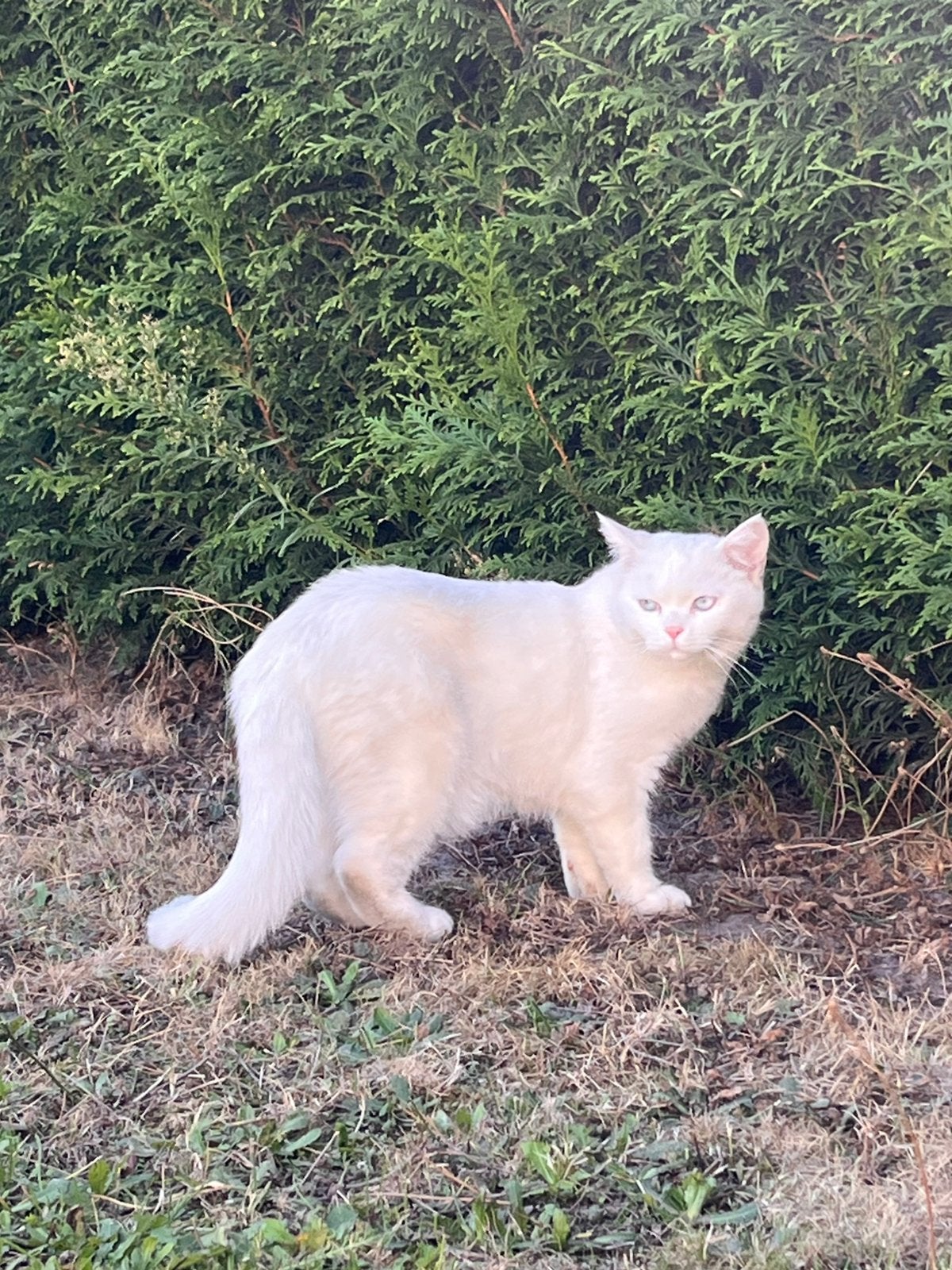 British Shorthair White, Animaux & Accessoires, Chatte ou Chat, Avec puce électronique, 0 à 2 ans