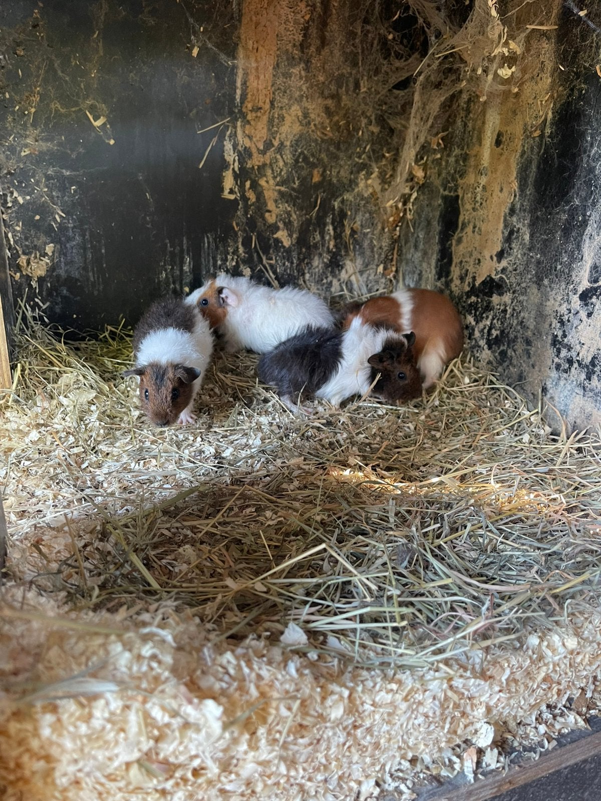 Mooie jonge cavia’s beertjes, Juin, Plusieurs animaux, Cobaye