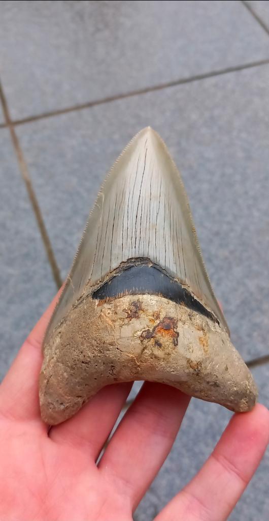 Fossile de dent de requin mégalodon d'Indonésie, Collections, Enlèvement ou Envoi, Fossile