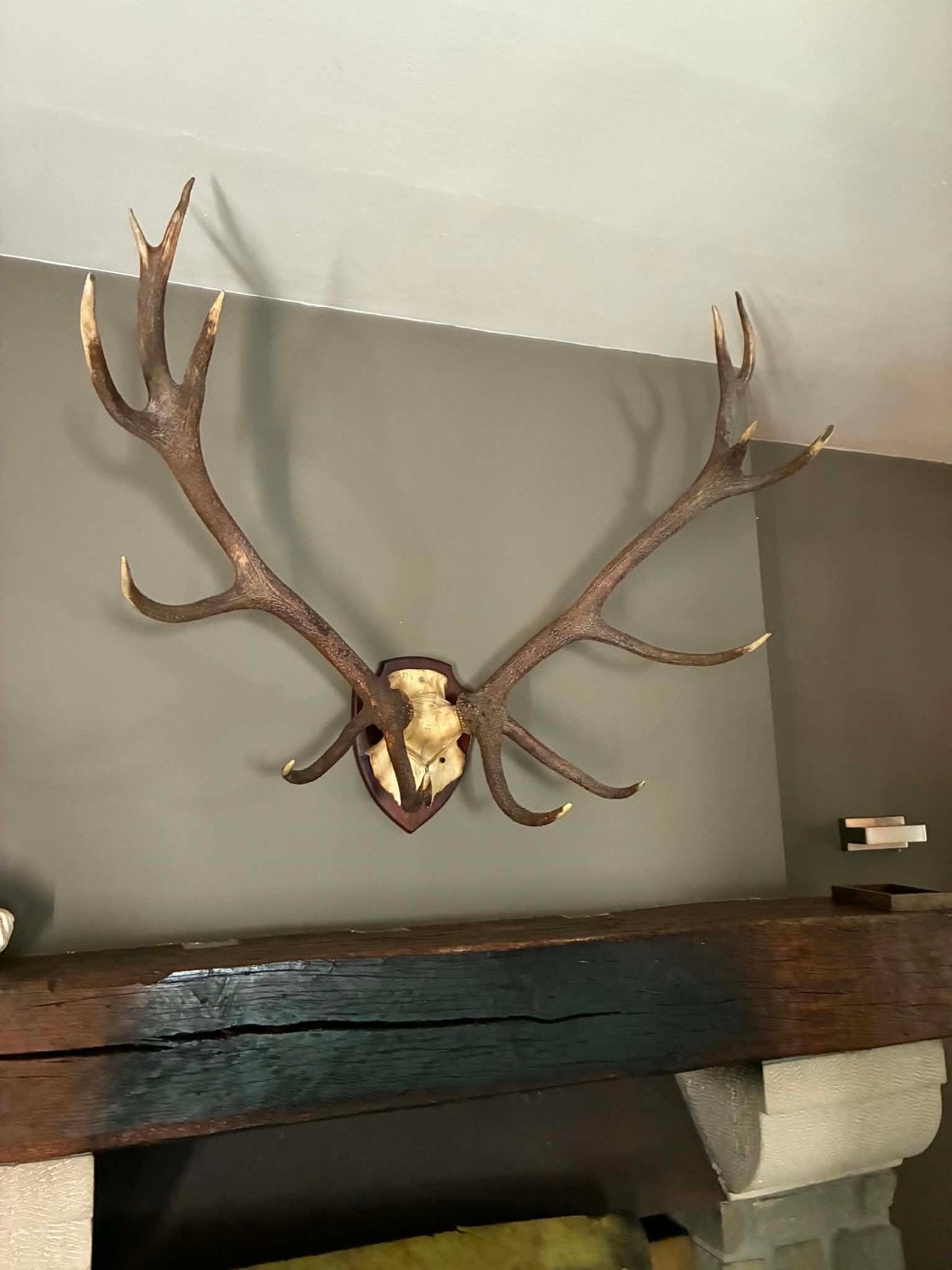 Cerf doré Antler à vendre, Enlèvement, Comme neuf