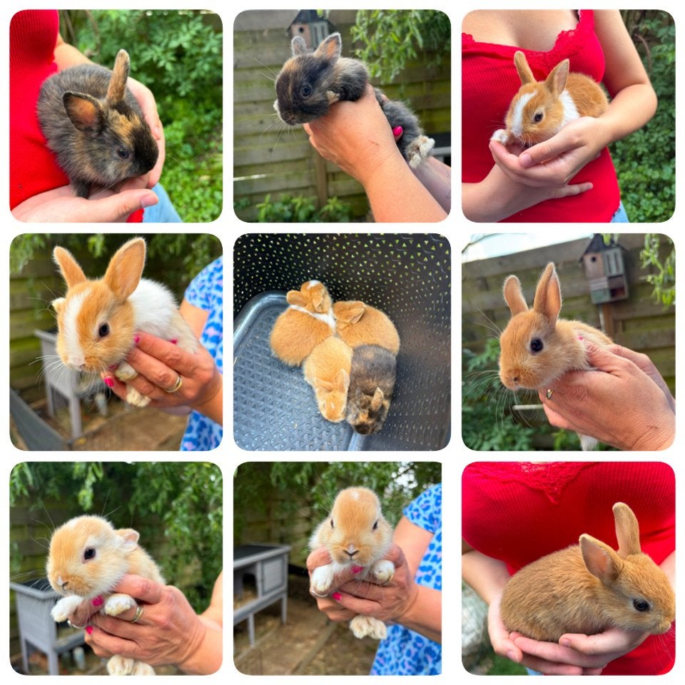 Dwergkonijntjes, Dieren en Toebehoren, Dwerg, 0 tot 2 jaar