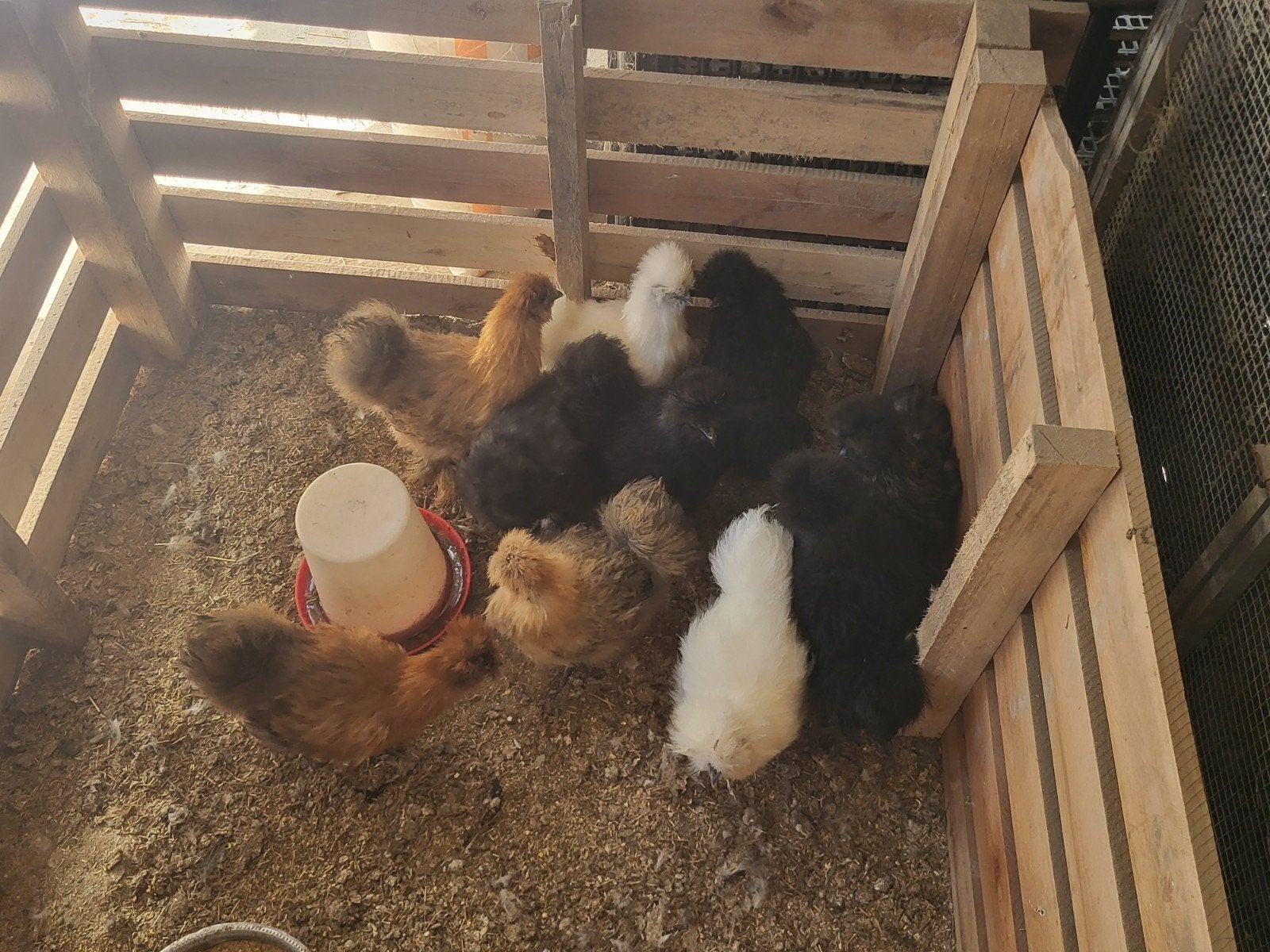 Poules Silkfowl, Animaux & Accessoires, Volatiles, Femelle, Poule ou poulet