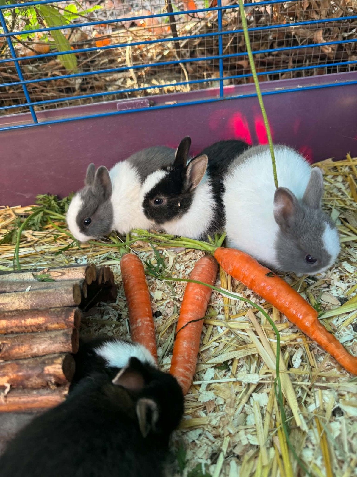 dwergkonijntjes, Dieren en Toebehoren, Meerdere dieren, Klein, 0 tot 2 jaar