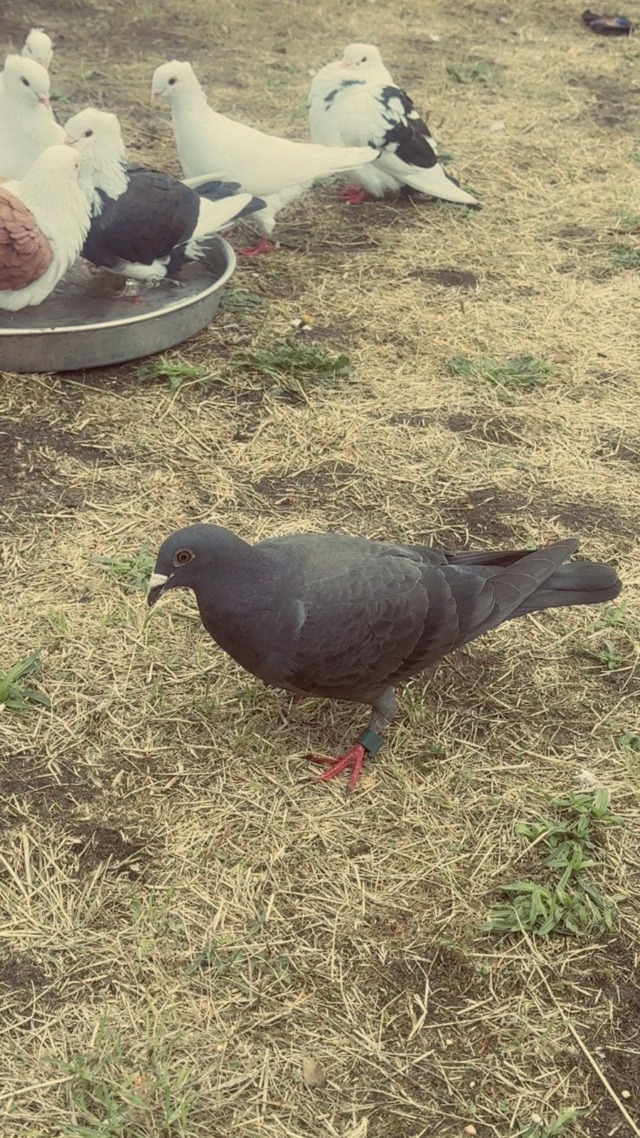 Duive, Dieren en Toebehoren, Pluimvee