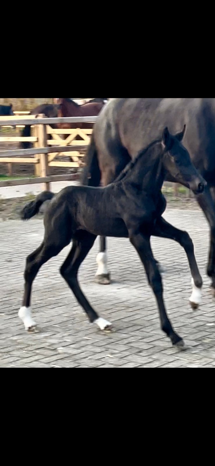 ⭐️Zeer mooi hengst veulen⭐️, Dieren en Toebehoren, Paarden, Hengst