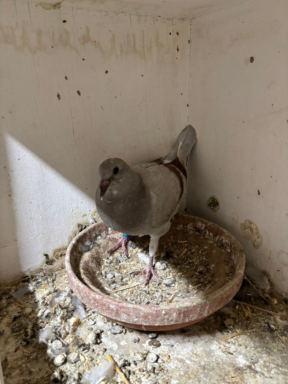 Mooie jonge reisduif te koop, Dieren en Toebehoren, Postduif