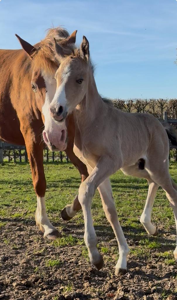 Veelbelovend dressuur pony hengstenveulen 2026, Animaux & Accessoires, Poneys, Poney de dressage, 0 à 2 ans, Avec pedigree, Ne s'applique pas