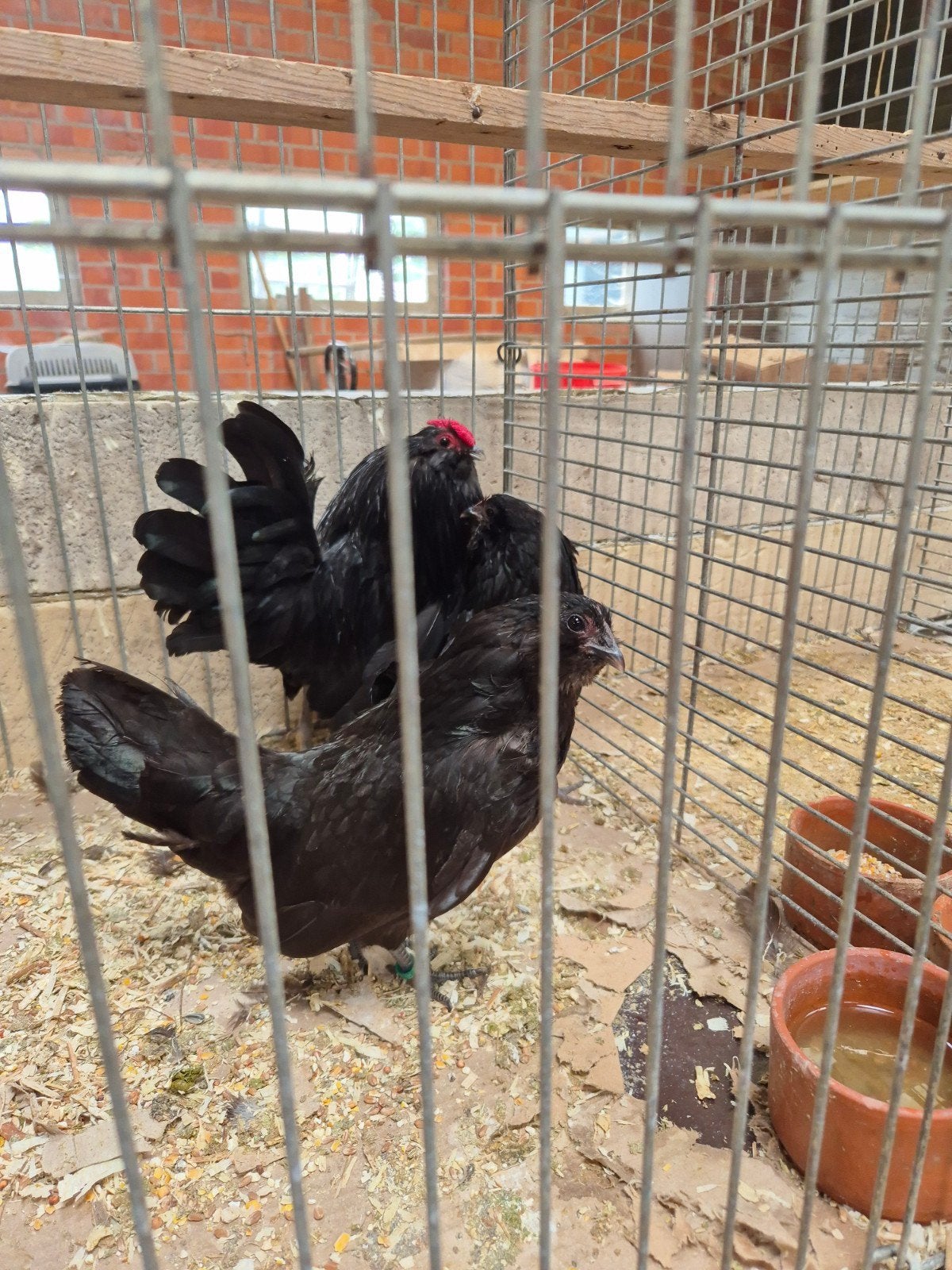 Antwerpse baardkriel zwart, Dieren en Toebehoren