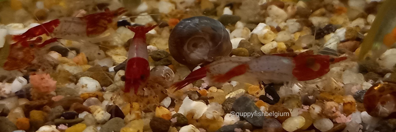 Neocaridina garnalen, Animaux & Accessoires, Homard, Crabe ou Crevette, Poisson d'eau douce, Banc de poissons
