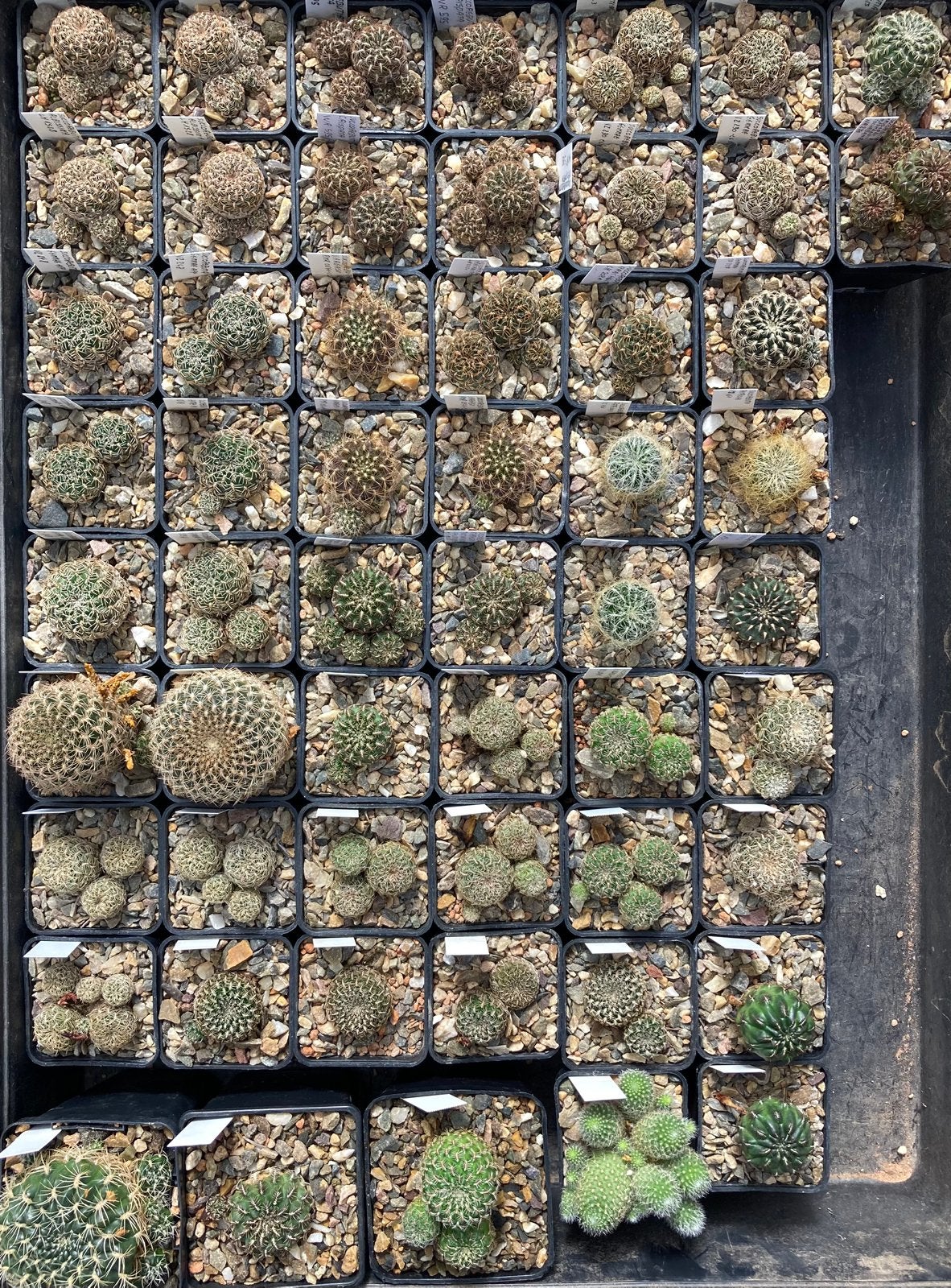 Sulcorebutia Te Koop, Ophalen of Verzenden