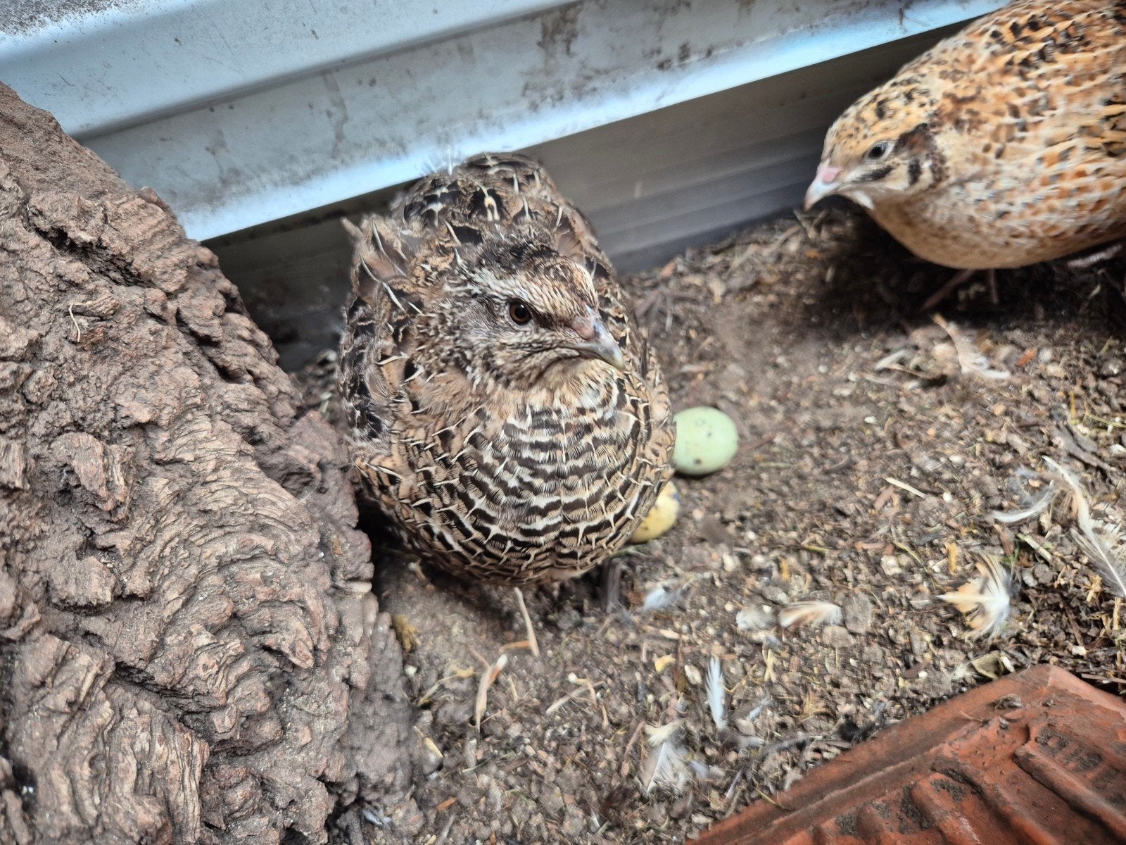 Japanse kwartels, Dieren en Toebehoren, Vogels | Overige Vogels, Meerdere dieren, Tam