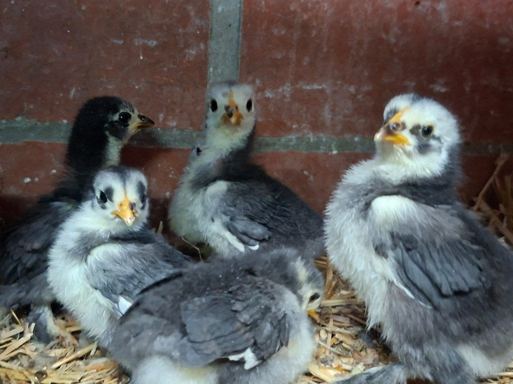 Cochin kriel + kuikens, Vrouwelijk, Kip