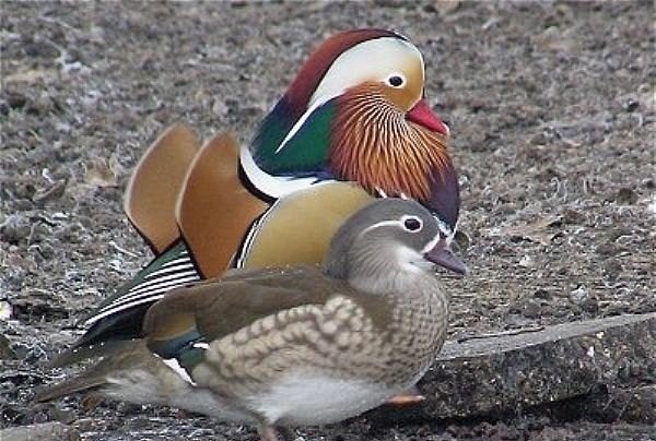 mandarijn eend, Meerdere dieren, Eend