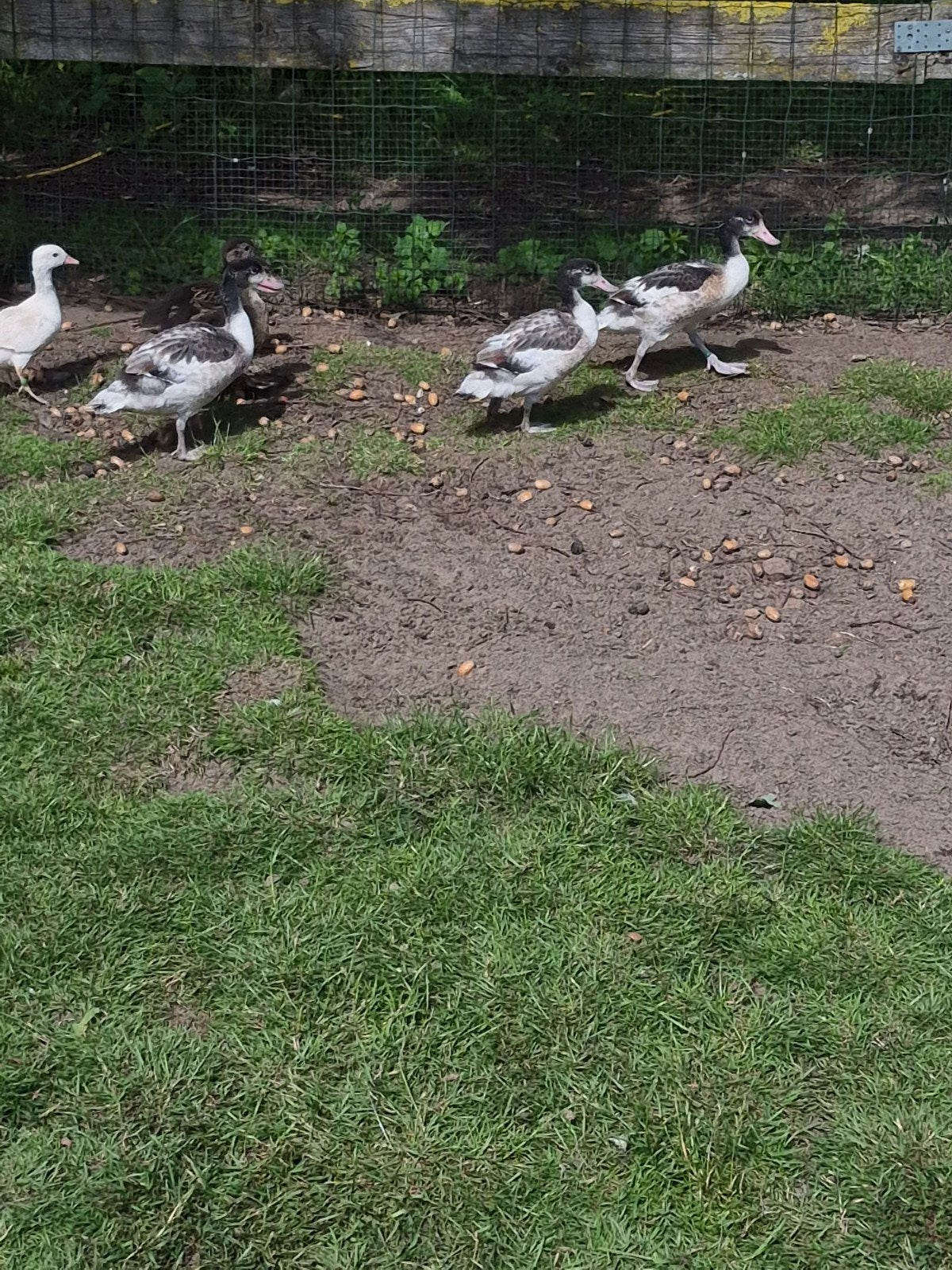 Bergeenden, Dieren en Toebehoren, Pluimvee, Vrouwelijk, Eend