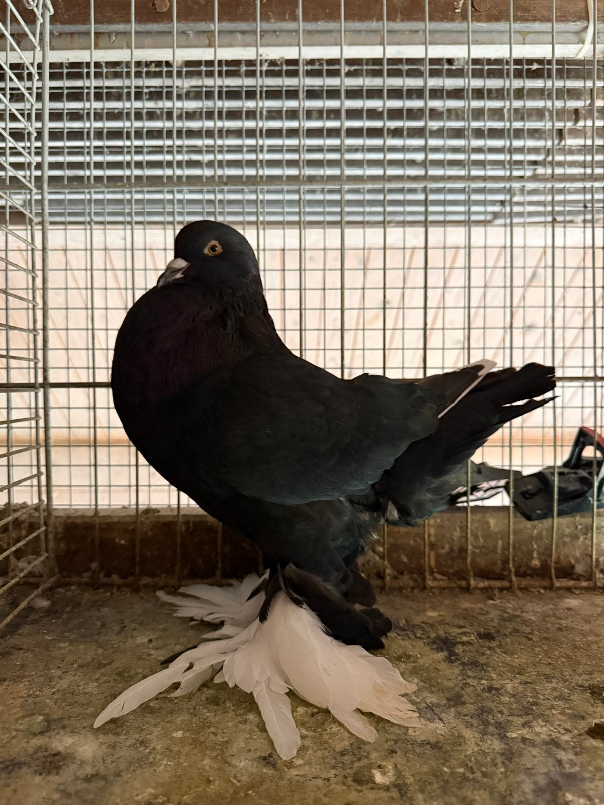 Gentse kropper zwartroek - mismarked 2026, Dieren en Toebehoren, Meerdere dieren, Kropper