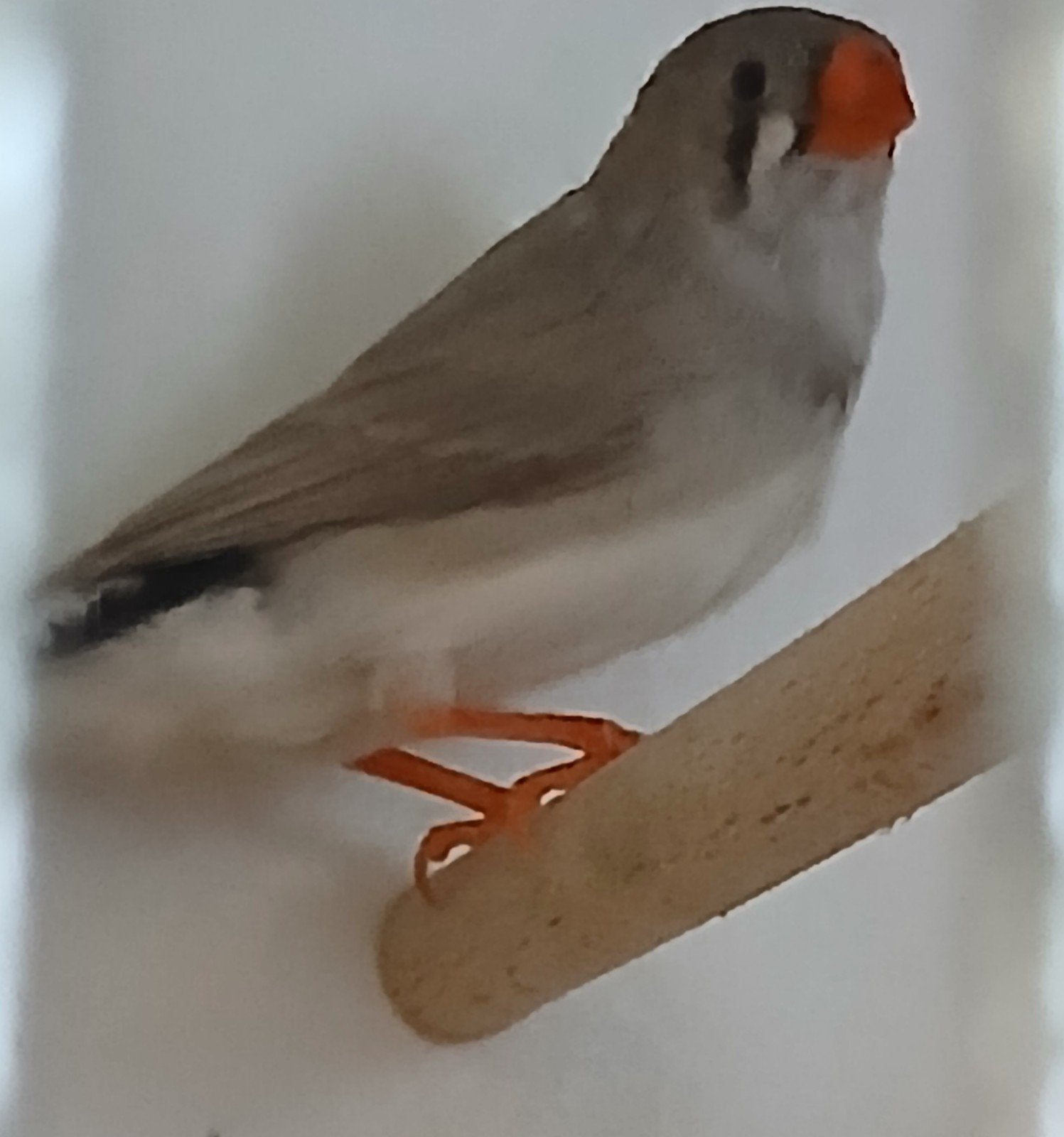 Zebra vink pop, Vrouwelijk, Tropenvogel