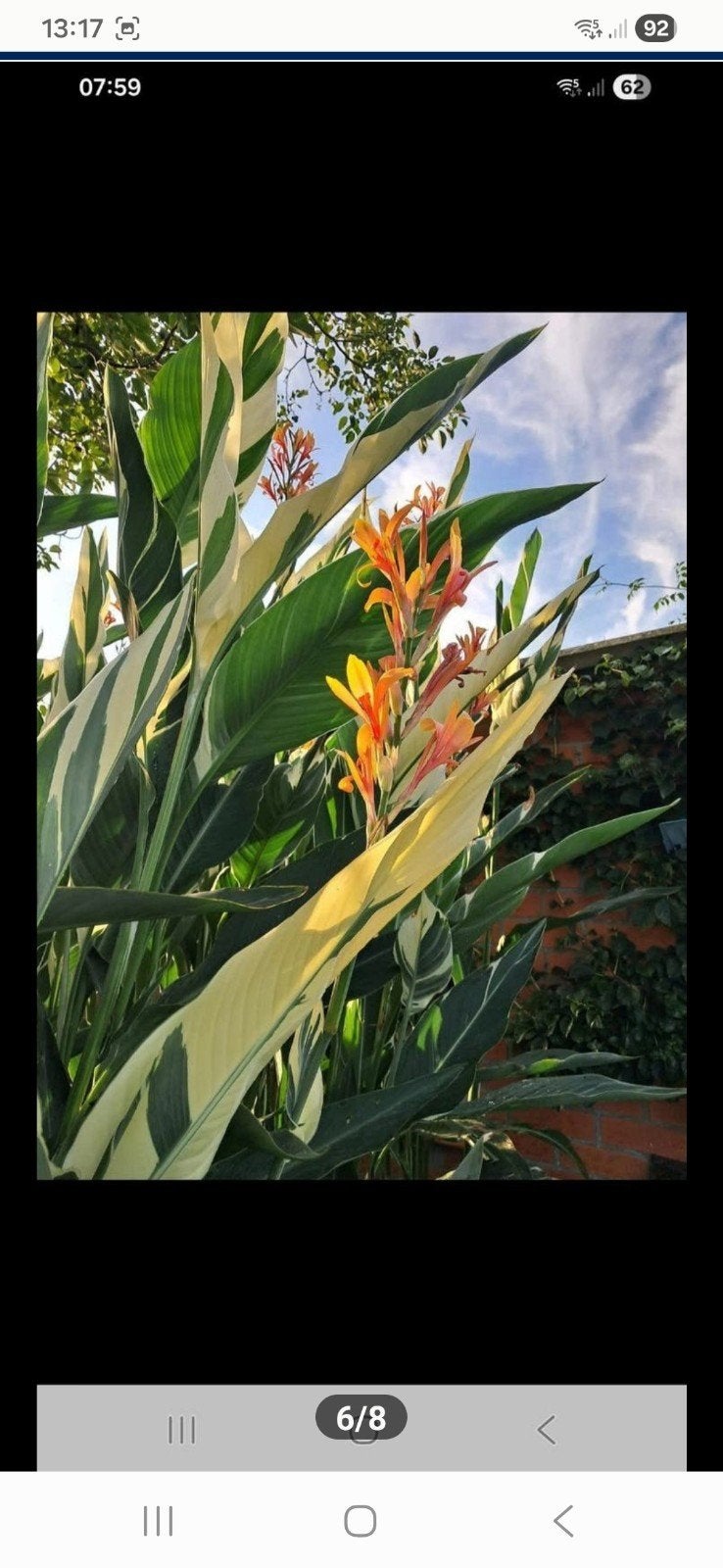 Canna Stuttgart plant, Tuin en Terras, Ophalen