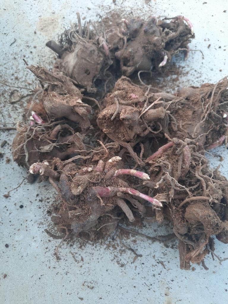 8 yacon knollen, Tuin en Terras, Bloembollen en Zaden, Ophalen of Verzenden, Voorjaar, Volle zon, Knol
