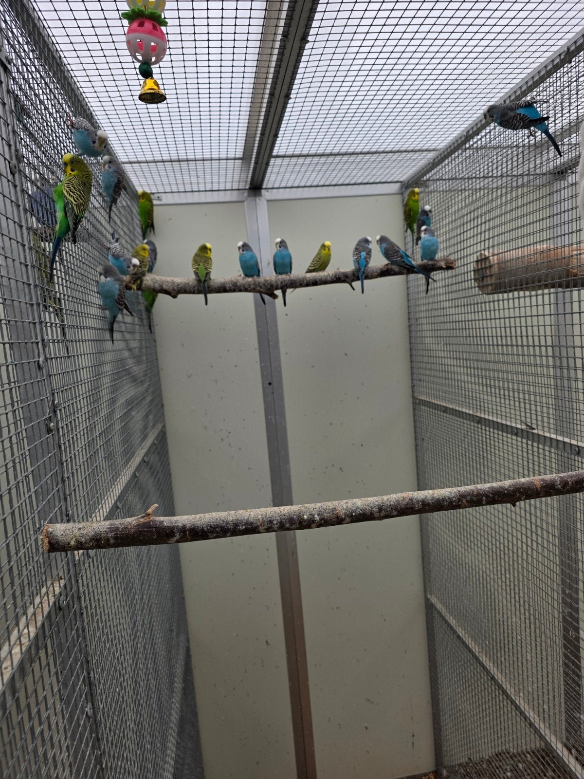 grasparkieten, Dieren en Toebehoren, Geringd