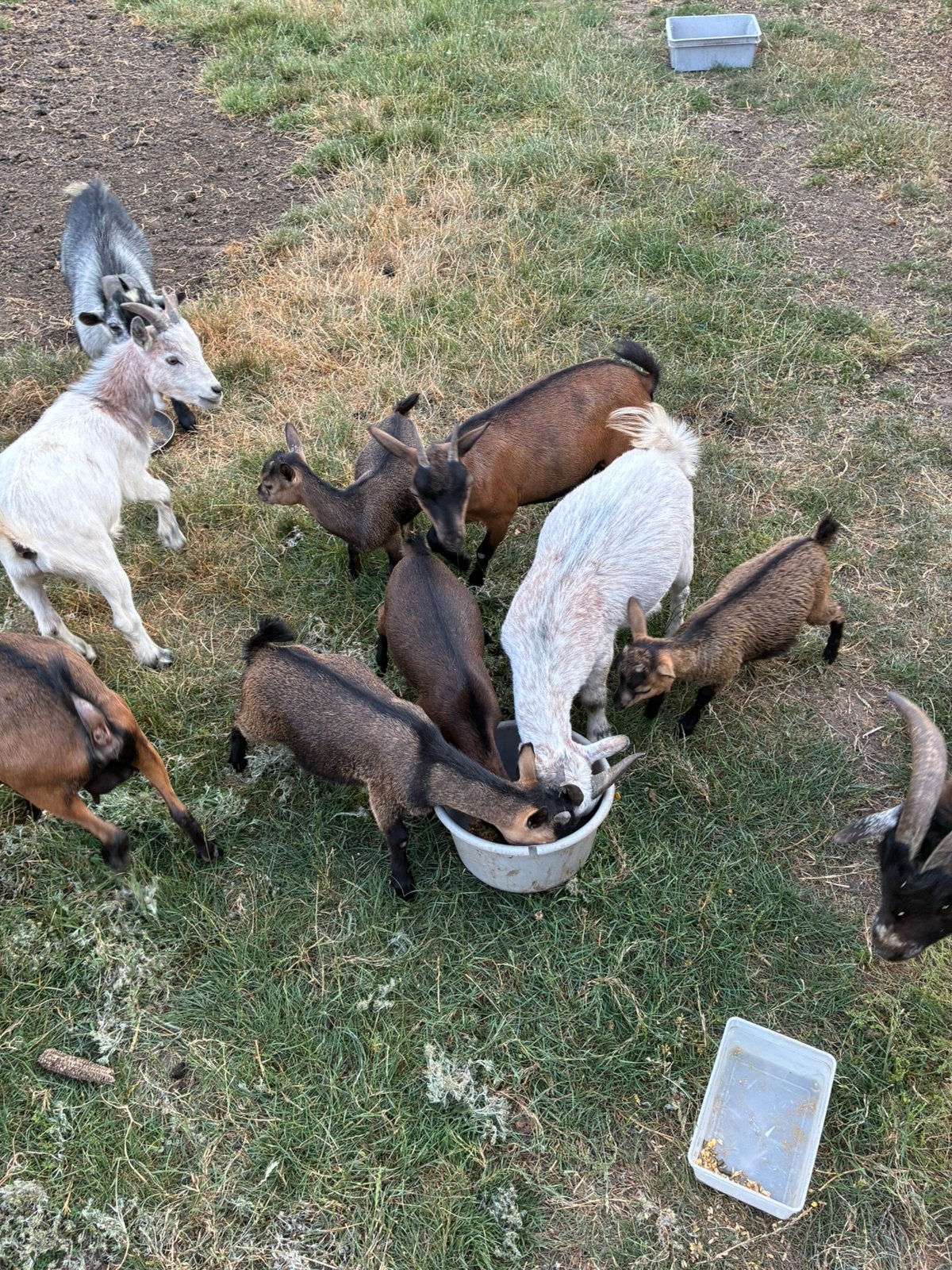 Jonge. Geltejs. Miekes