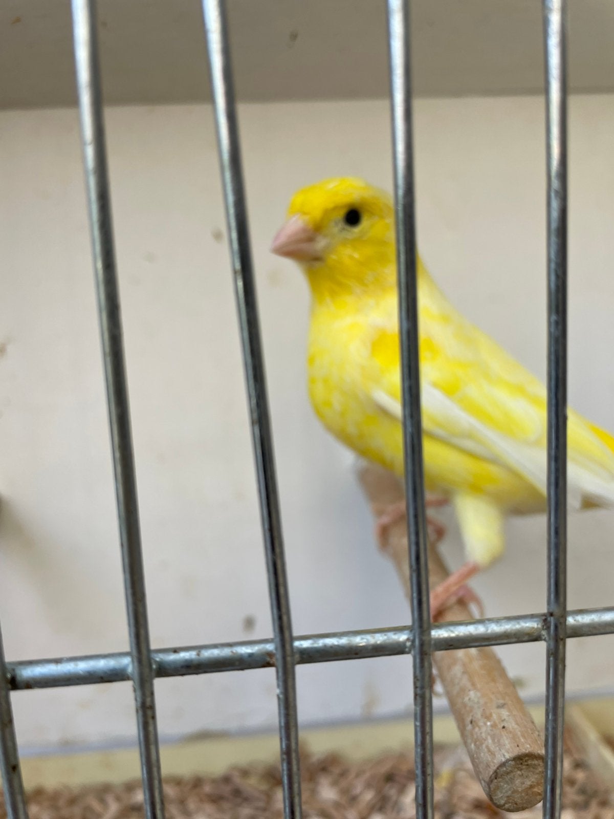 Te koop mooi gele mannetjes kanarie van 2026 zonder ring, Dieren en Toebehoren, Mannelijk, Kleurkanarie