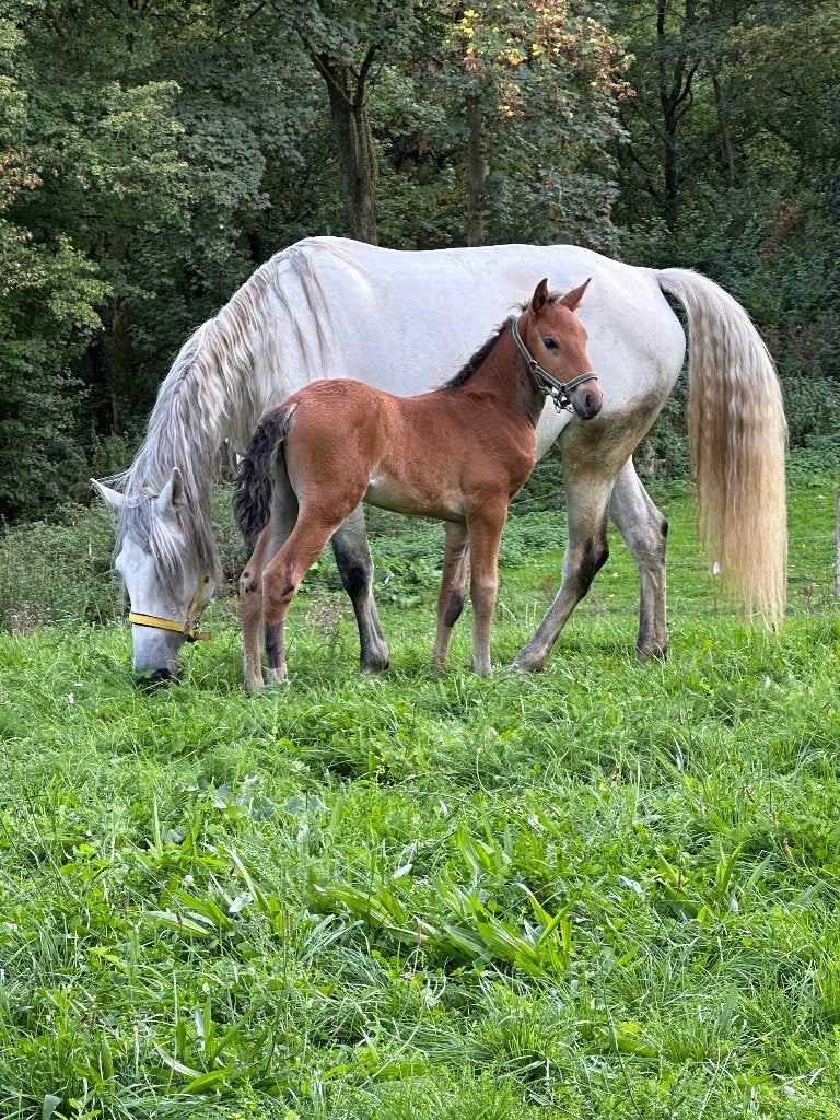Jument PSL pp, Avec pedigree, M, 160 à 165 cm, Cheval de récréation