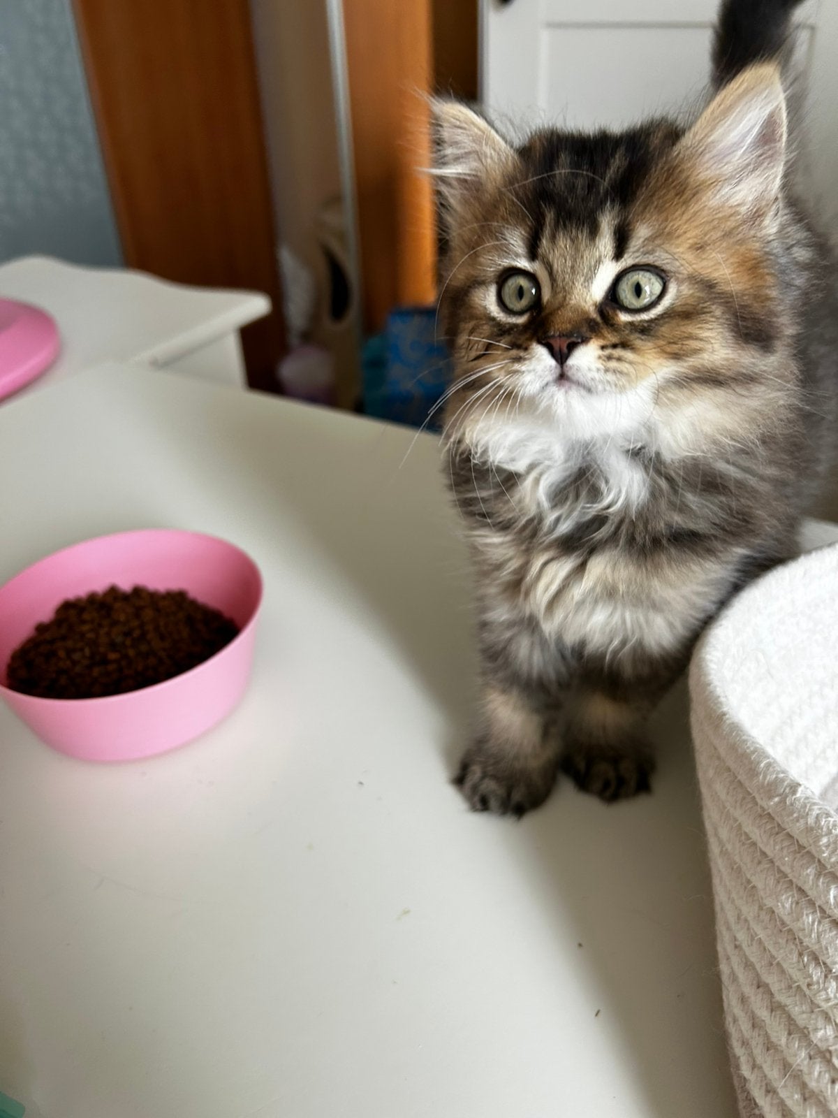 Black gold shaded en bleu shaded tabby britse kittens, Dieren en Toebehoren, Kater, Gechipt, 0 tot 2 jaar