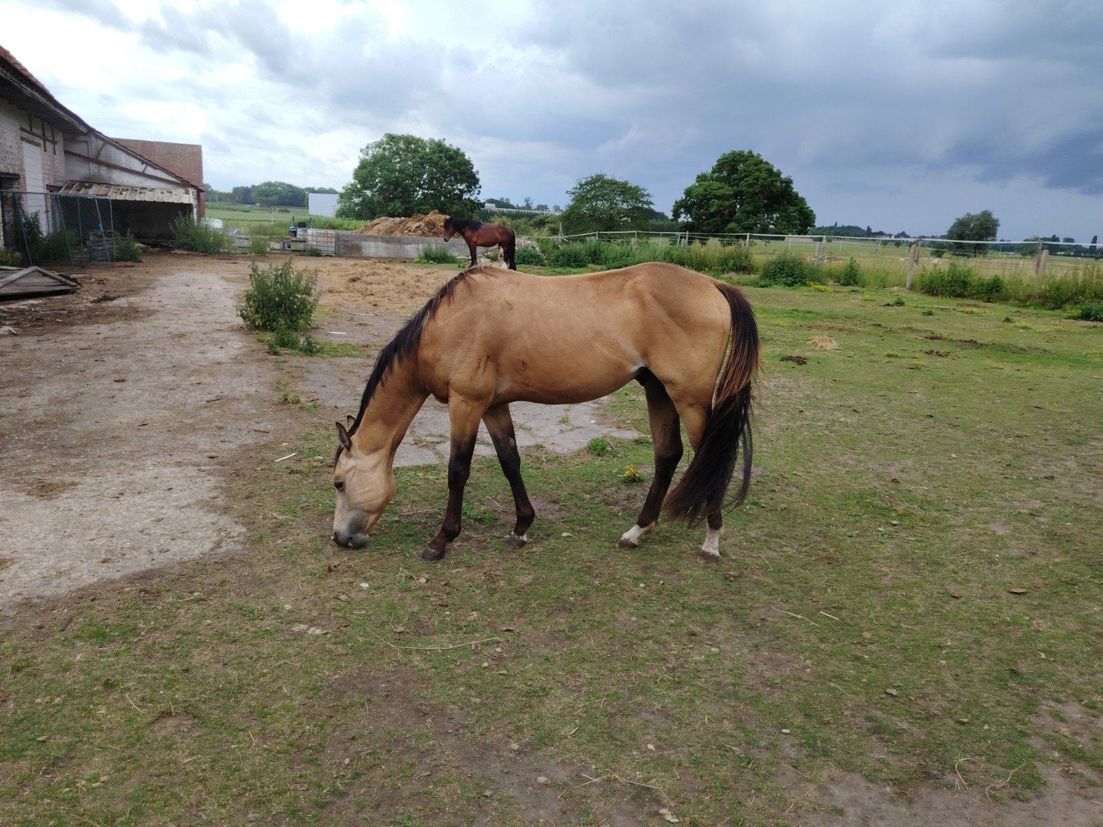 Quarter horse, Animaux & Accessoires, Box & Pâturages