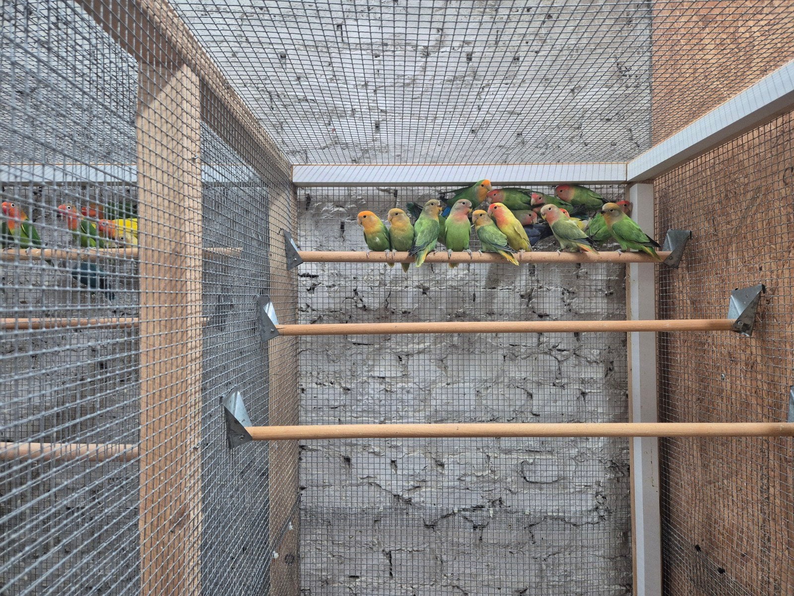 Agaporniden rosecollies, Dieren en Toebehoren, Vogels | Parkieten en Papegaaien