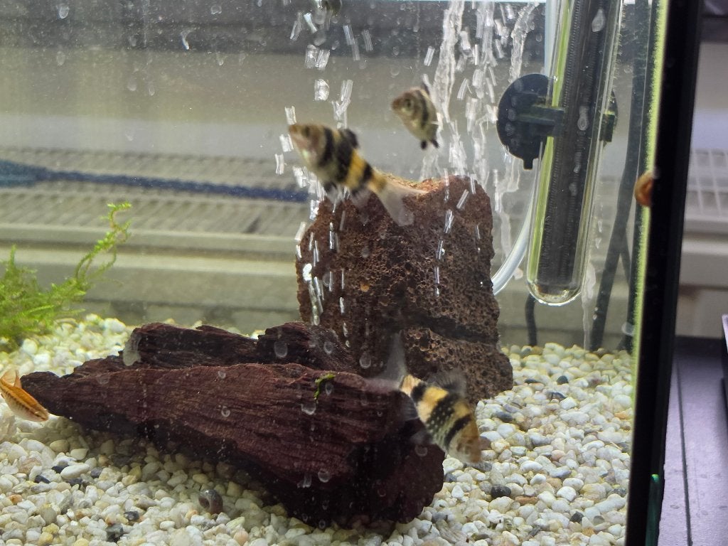 3 Sumatra Barbelen, Vis, Zoetwatervis