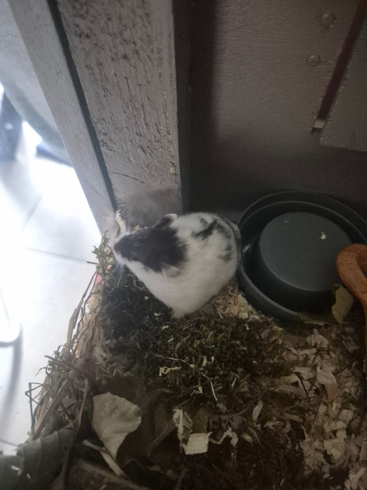 3 hamster mannetjes, Mai, Plusieurs animaux, Hamster