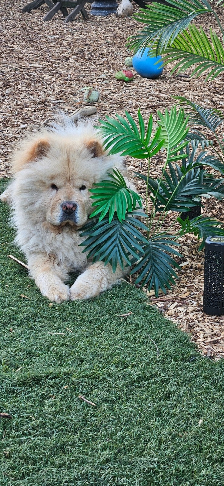 chow chow dekreu, 3 à 5 ans, Chien (mâle), Maladie de Carré (chiens), Belgique
