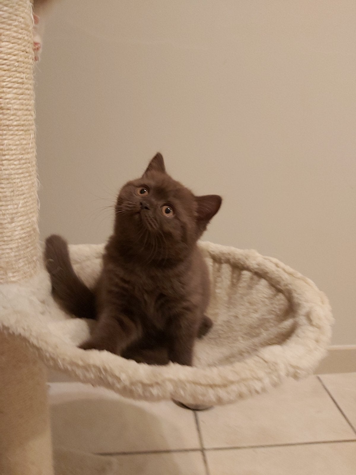 Choco prinses, Dieren en Toebehoren, Katten en Kittens | Raskatten | Korthaar, 0 tot 2 jaar