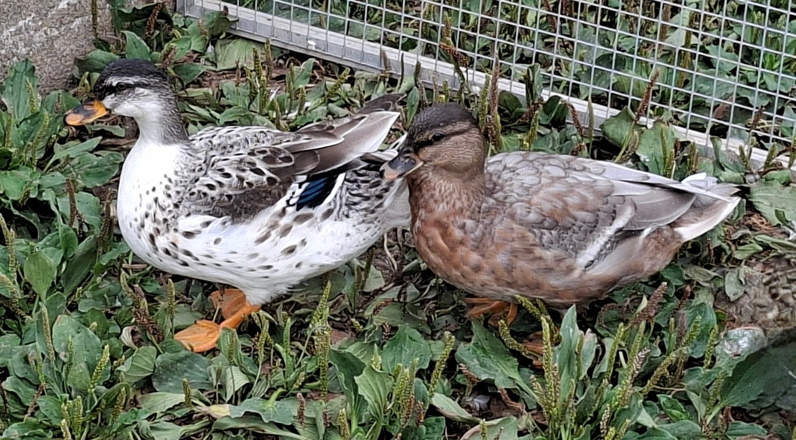 Hollandse kwakers, Meerdere dieren, Eend