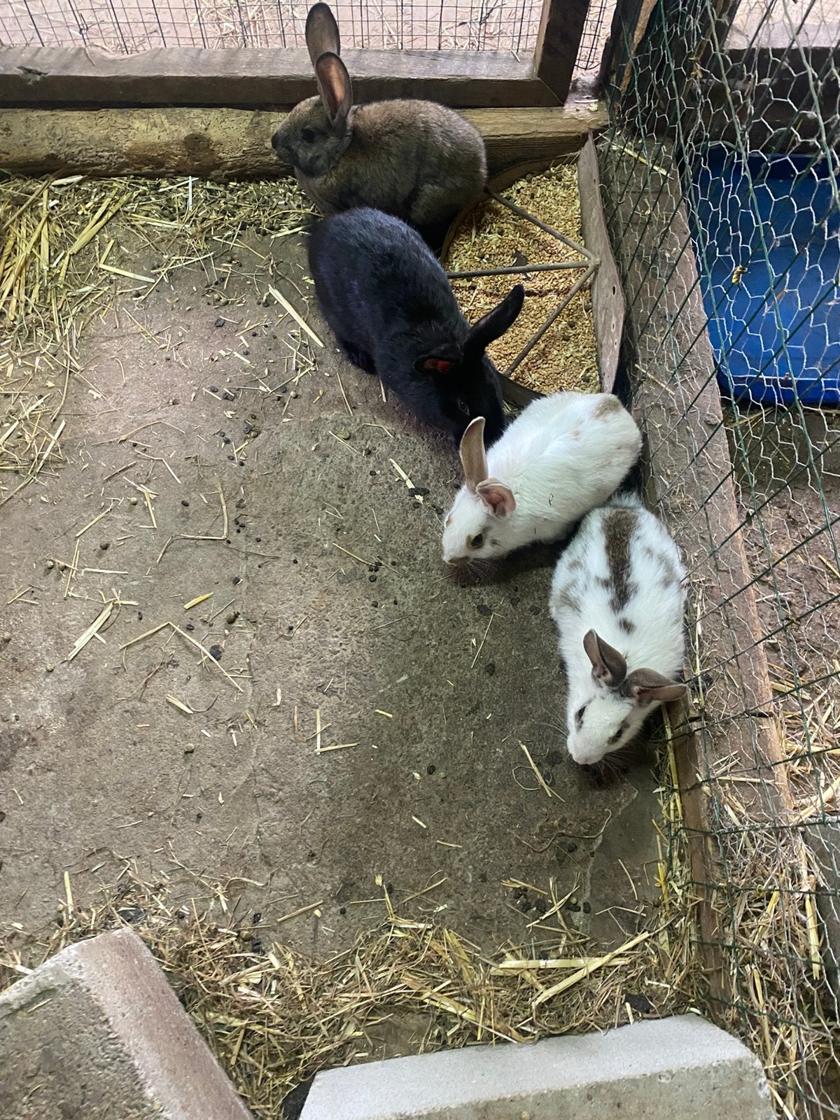 Jonge konijnen te koop, Dieren en Toebehoren, Konijnen, Vrouwelijk, Middelgroot, 0 tot 2 jaar