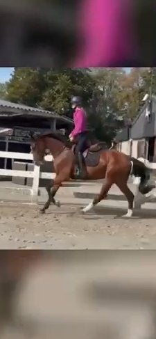 Mooie 4 jarige talentvolle ruin aangeboden, Dieren en Toebehoren, Springpaard, Met stamboom, Ruin, Zadelmak