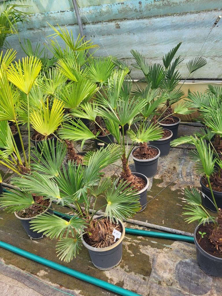 Trachycarpus wagnerianus,  stamhoogte 10cm, Ophalen