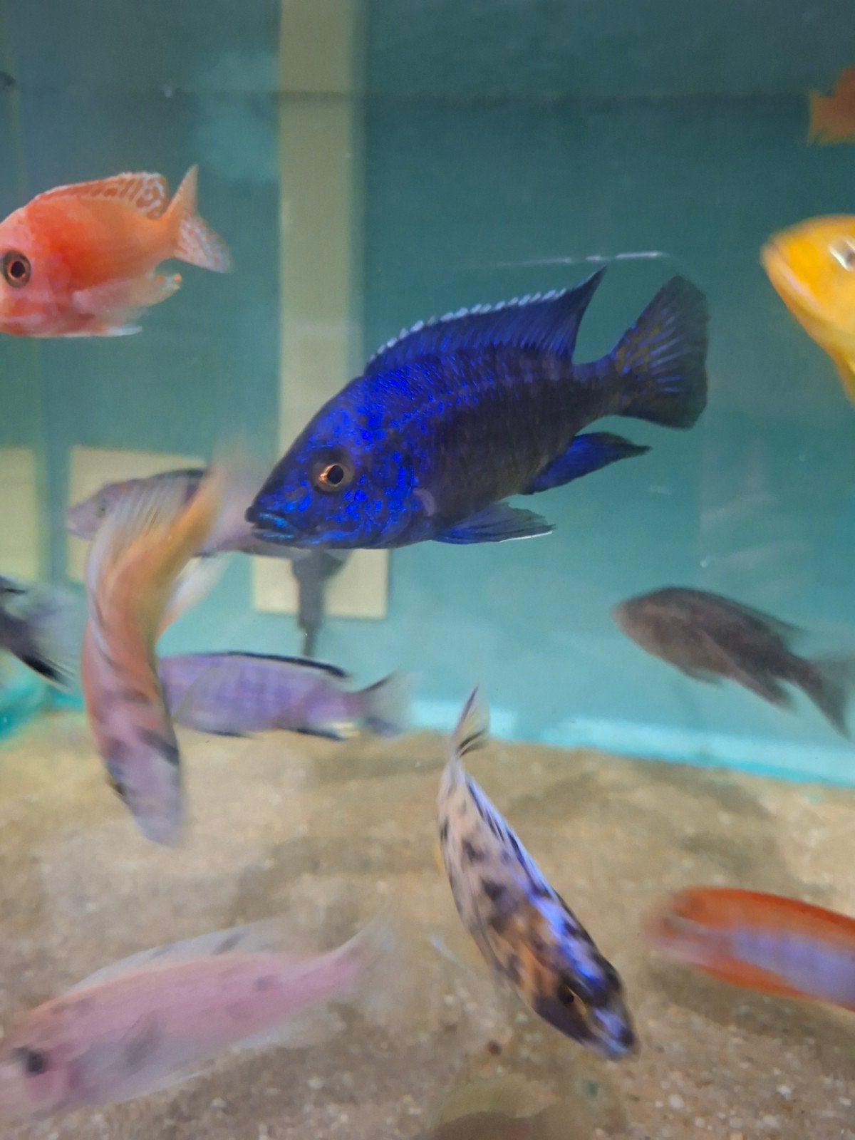 Cichlidenkoppel uit Malawi aulonocara chilumba, Dieren en Toebehoren, Vissen | Aquariumvissen