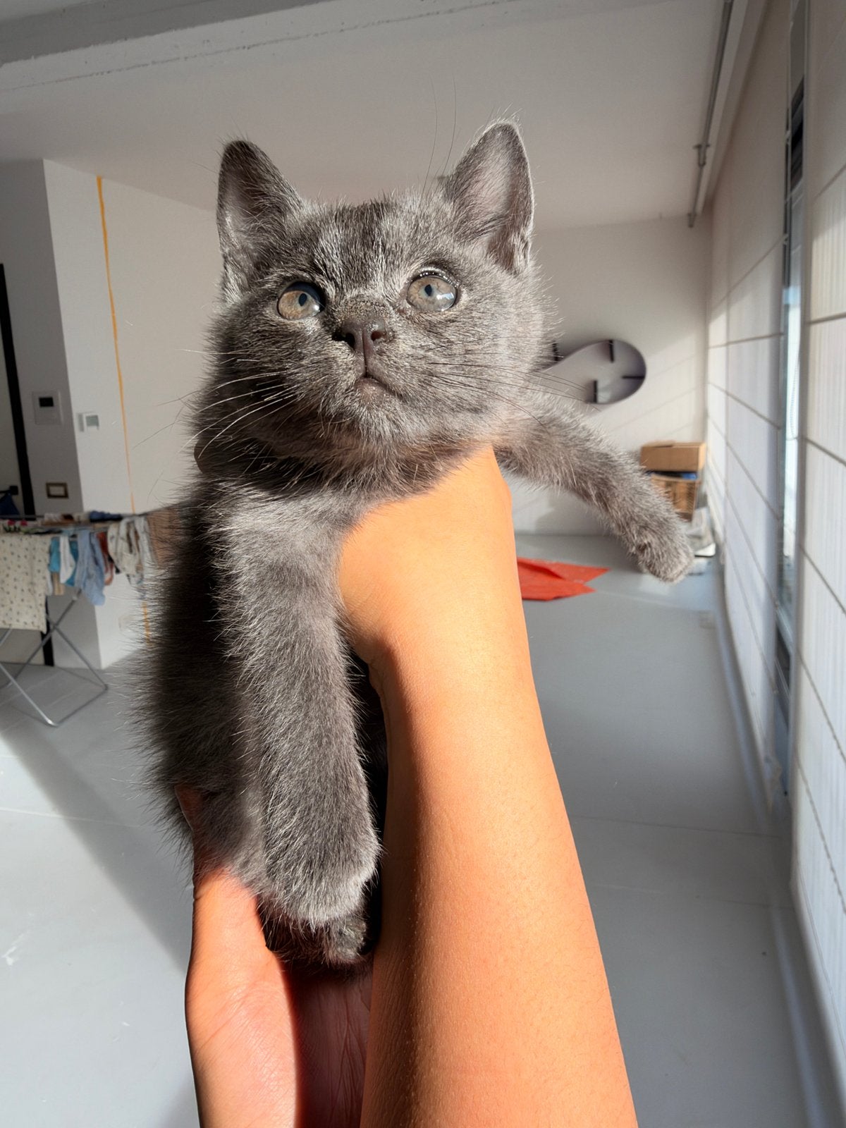 Kittens te koop